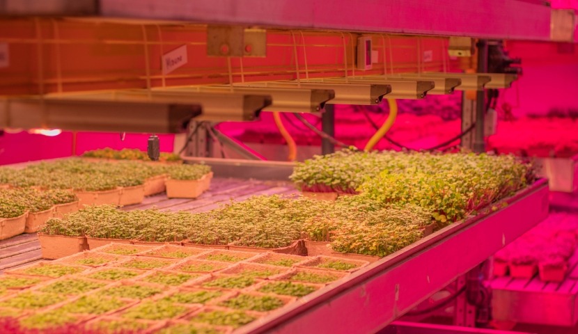 Vertical Farming 2025